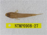 藏品(極樂鰕虎)的圖片